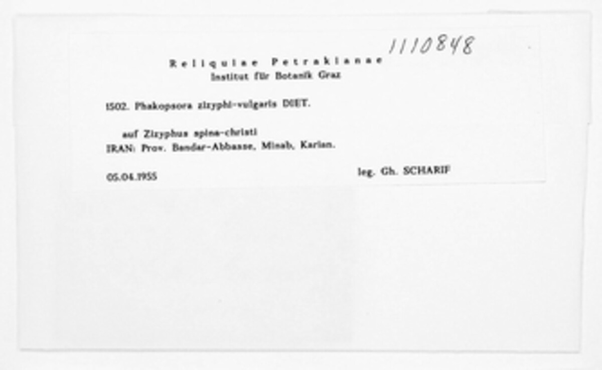 Phakopsora zizyphi-vulgaris image